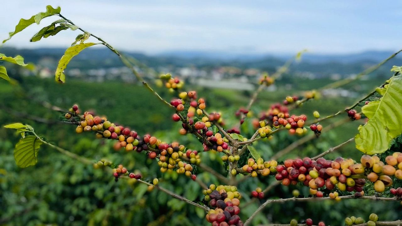 Vườn cà phê Nam Ban trái chín nhìn ra thung lũng